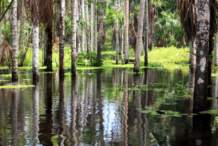 Amazon River