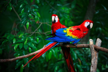 National Park - Iguassu